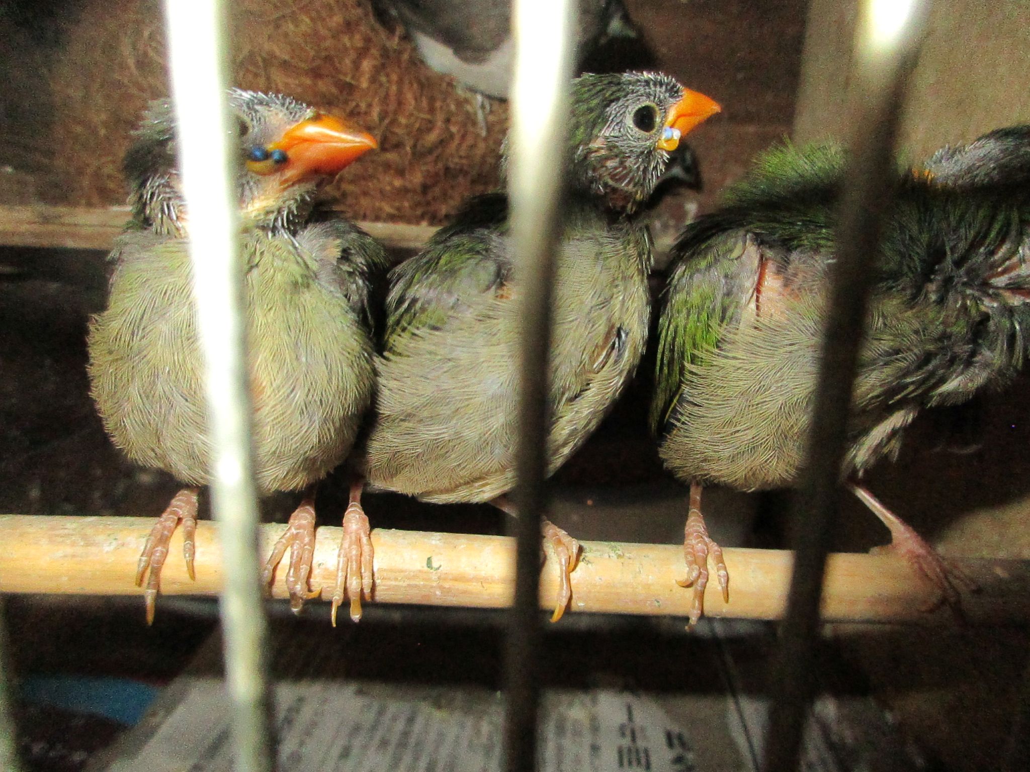 ナンヨウセイコウチョウ若が3匹出ました。