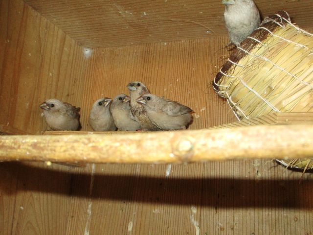 パール若が４羽出ました。