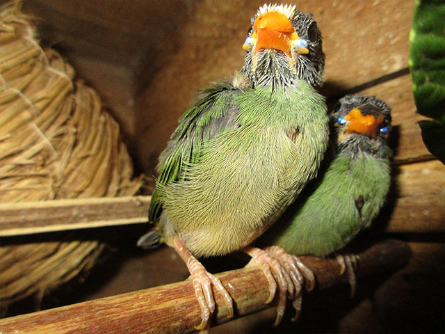 その他の鳥たち