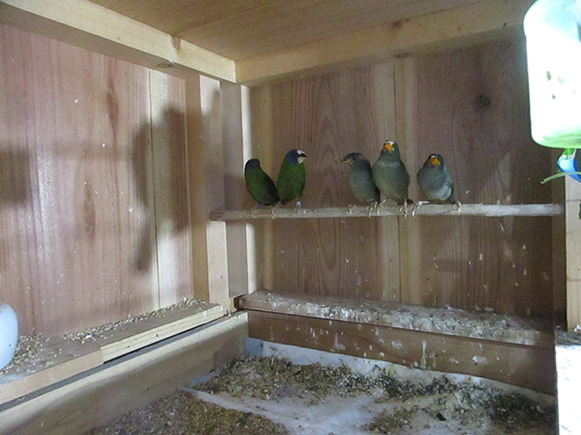 ナンヨウセイコウチョウ自育で３羽育ちしました。