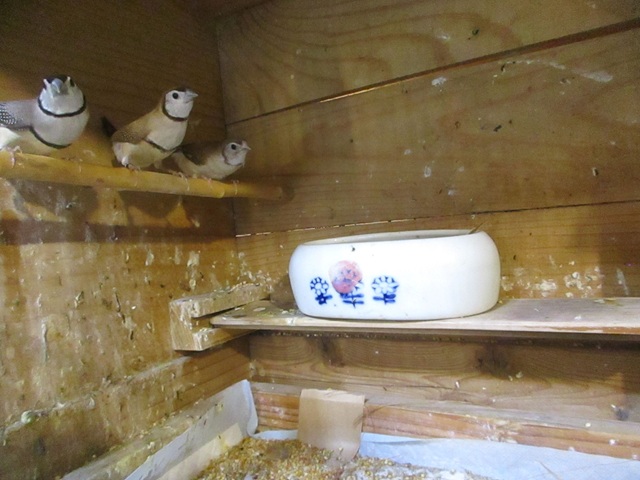 カノコスズメフォーンが２羽ノーマルが１羽が出てきました。自育です。