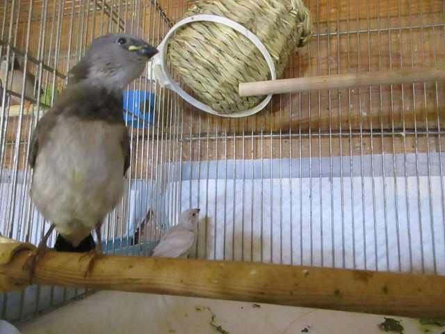 ダイヤモンドフィンチノーマルとシルバー２羽出てきました。