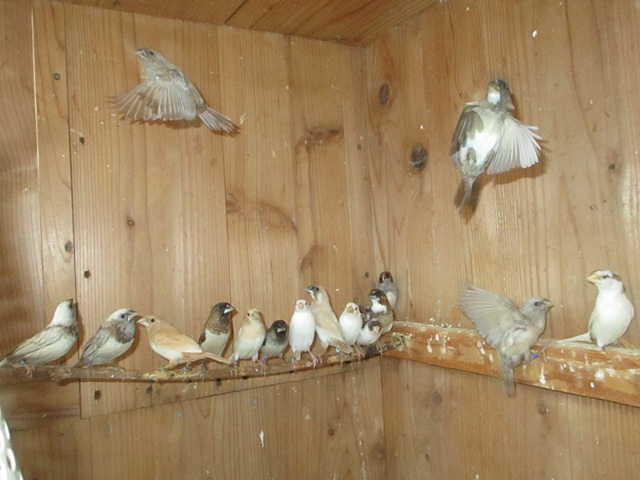 ヨーロッパ十姉妹パールと一色物とアルビノが取れました。