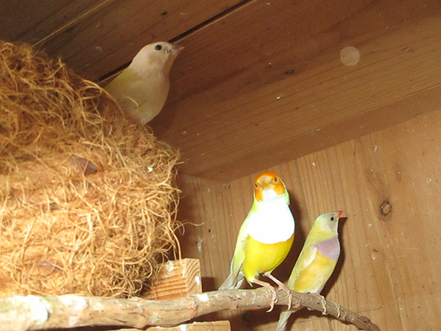 イエローコキンチョウ若が3羽出てきました。自育です。