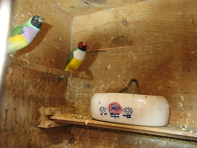 コキンチョウの若が３羽出ています。自育です。