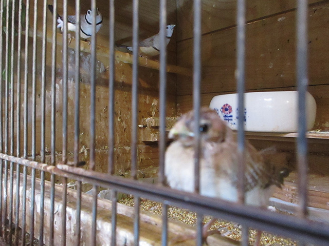 カノコスズメフォーンの若が２匹ノーマル１匹出てきました。自育です。