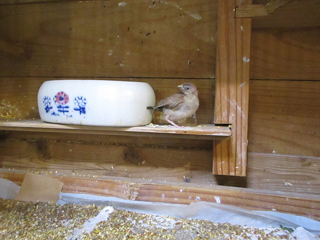 カノコスズメフォーンの若が２匹ノーマル１匹出てきました。自育です。