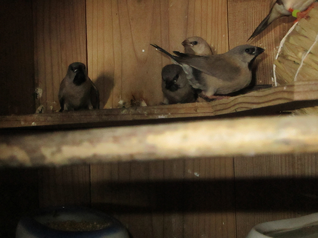 シュバシキンセイチョウ若が４匹出ました。１匹はフォーンです。自育です。