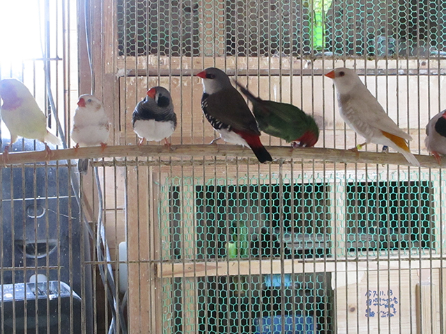 ダイヤモンドフィンチ日の丸鳥キンカチョウです。