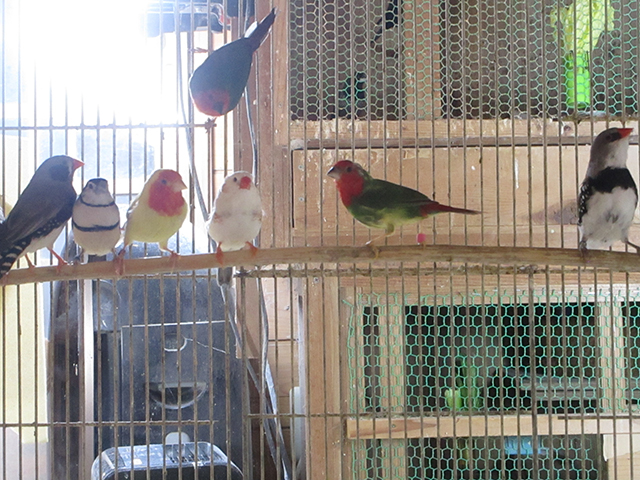 ダイヤモンドフィンチ日の丸鳥カノコスズメです。