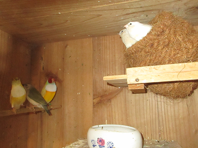 コキンチョウ若が３匹出ました、自育です。