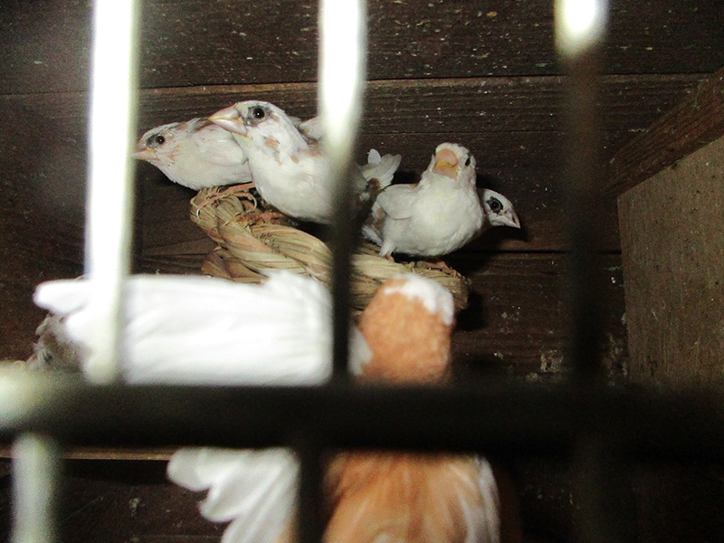 十姉妹若が出てきました。