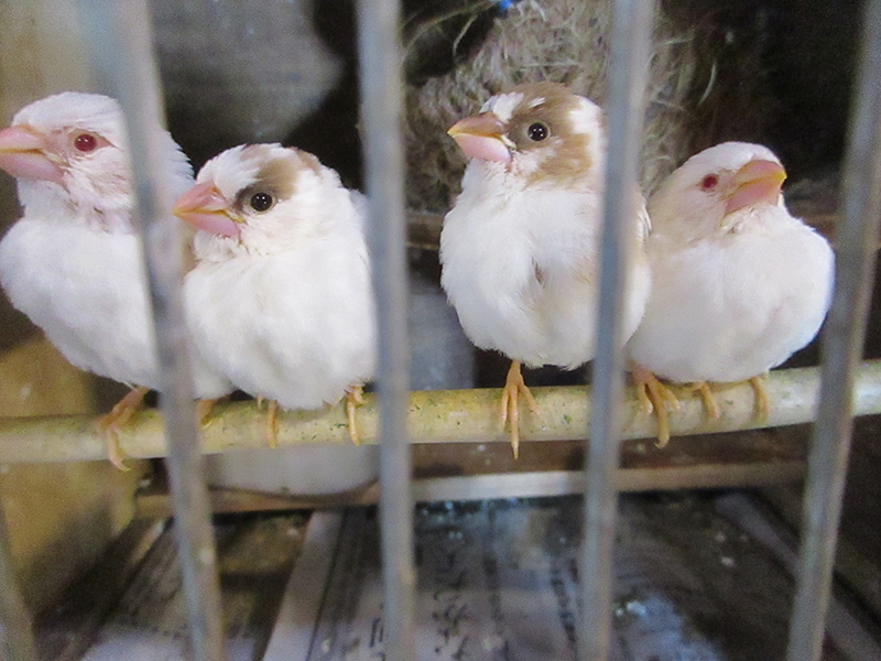 アルビノ２羽茶２羽が出てきました。