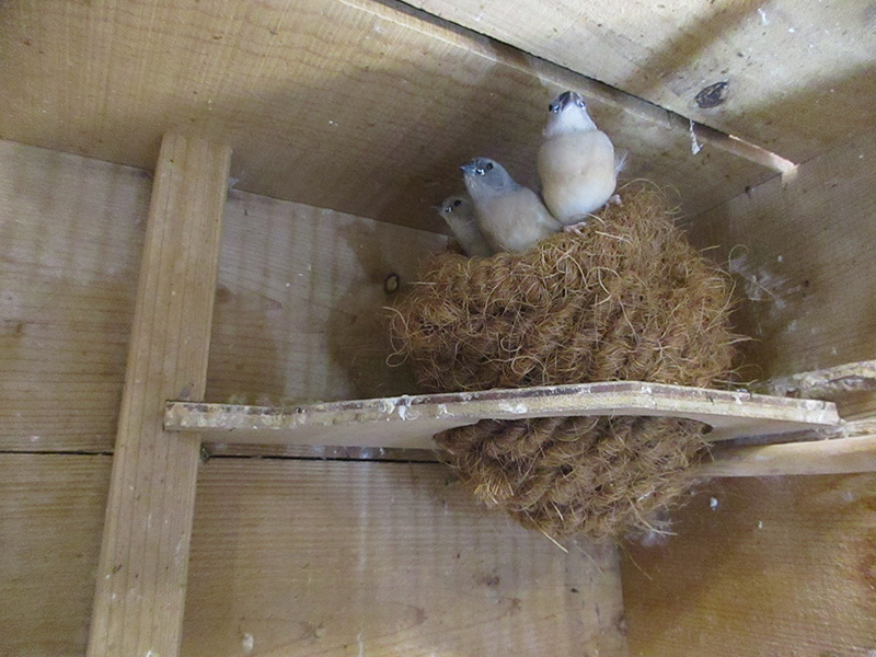 ブルーコキン若３羽父が事故で落鳥し母親１匹で育てました。