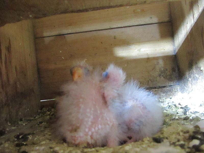 ヒムネキキョウインの雛です。3羽います。