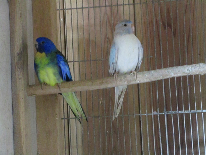 ヒムネキキョウインコ雛の親です。♂がホワイトブレス♀がホワイトオパーリンです。