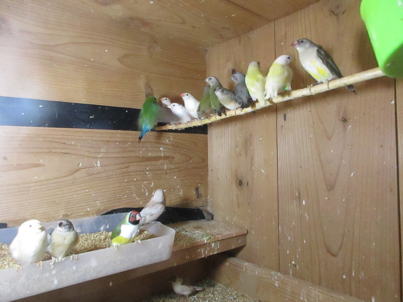 コキンチョウの若です。まだ色は出ていません。