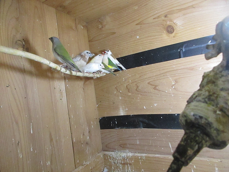 コキンチョウの若です。まだ色は出ていません。