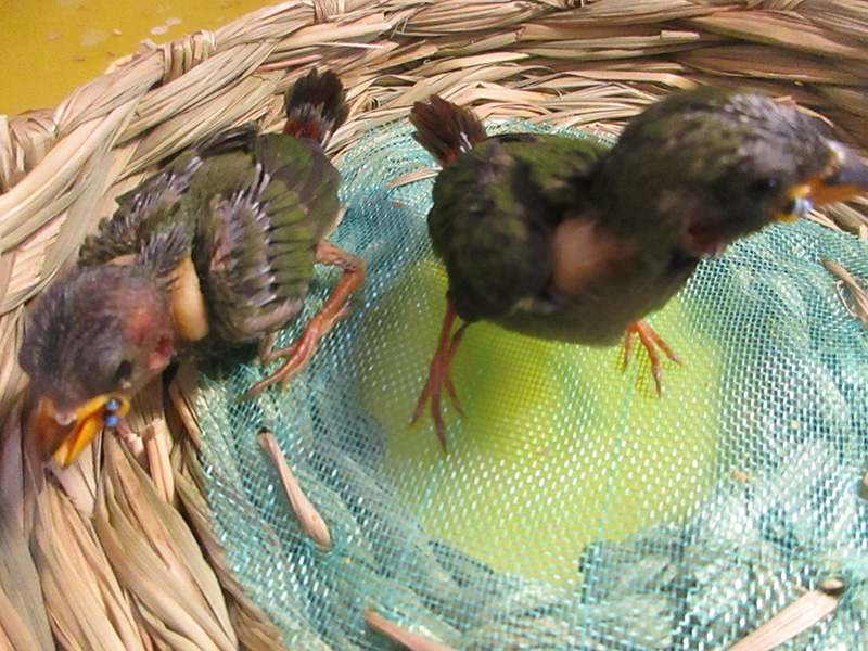 日の丸鳥2時間おきに挿し餌しています。