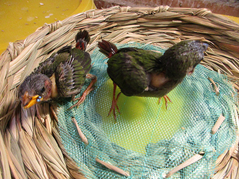 日の丸鳥2時間おきに挿し餌しています。