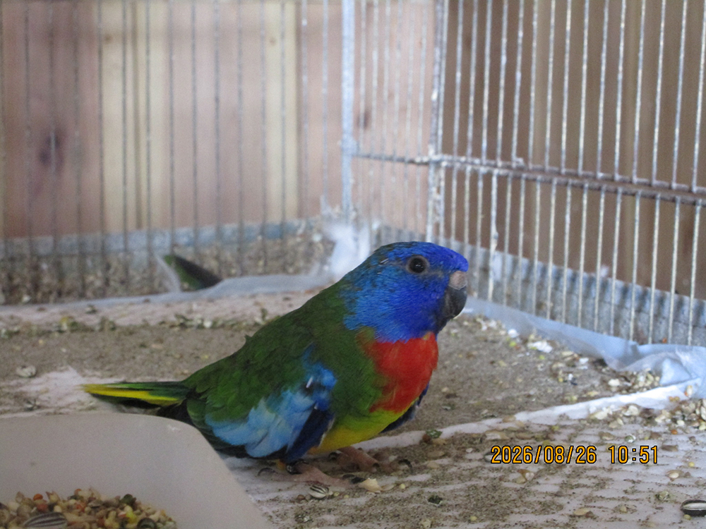 ヒムネキキョウインコ♂