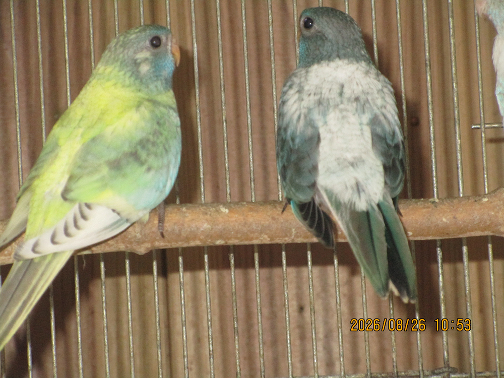 ヒムネキキョウインコ生まれて約２か月です。