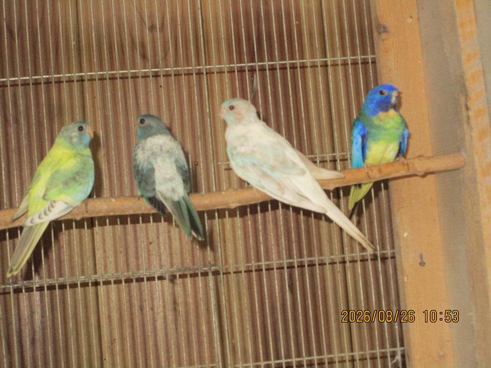 ヒムネキキョウインコ左２羽は若です。右２羽は親です。