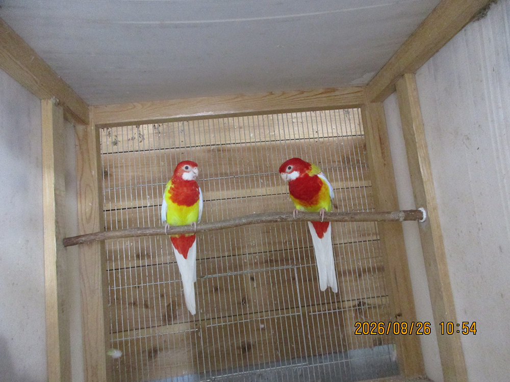 七草インコルチノーです。ペアです。