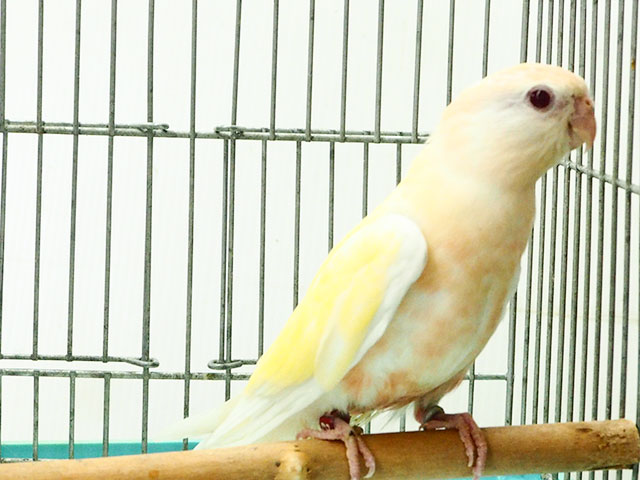 その他の鳥たち