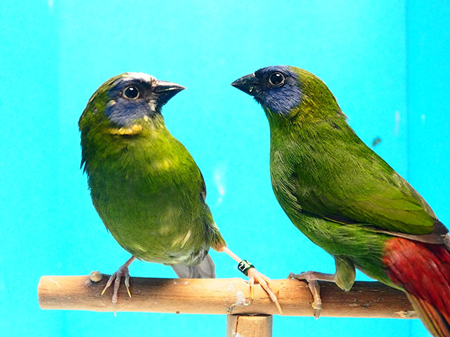 その他の鳥たち