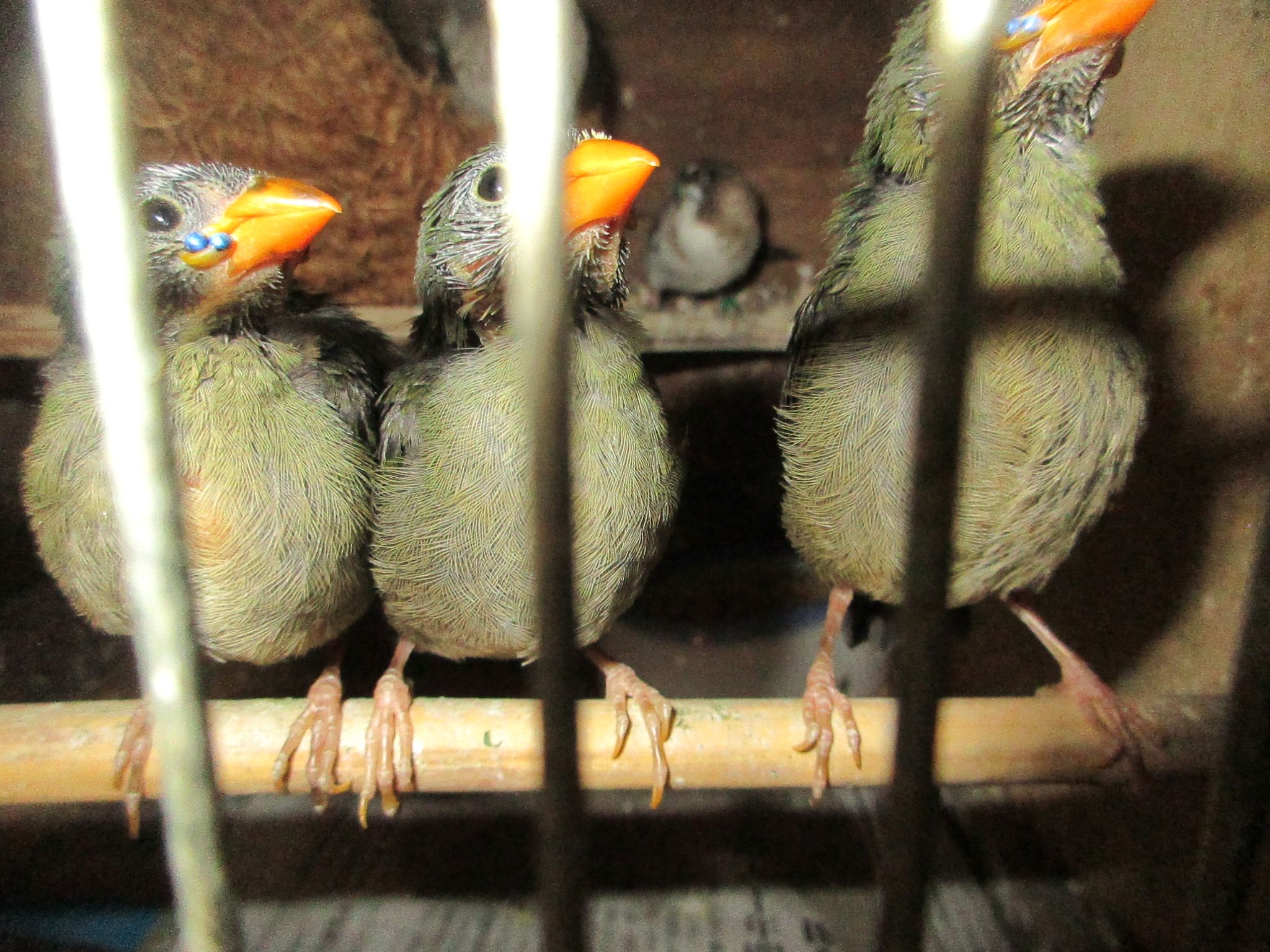 ナンヨウセイコウチョウ若が3匹出ました。