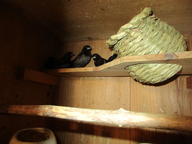 ヨーロッパ十姉妹チョコレート2羽若が出ました。