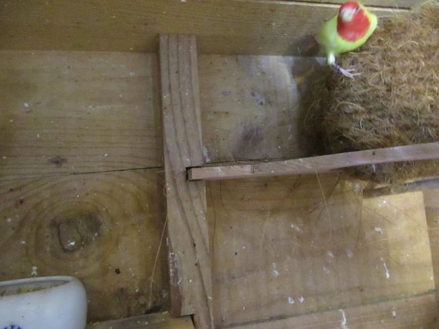 日の丸鳥ルチノーです。