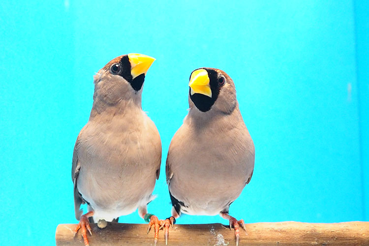 鳥類の紹介