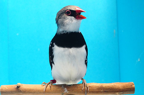 大錦花鳥（ダイヤモンドフィンチ）